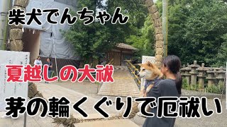 柴犬でんちゃん　2023年夏越の大祓い～石清水八幡宮