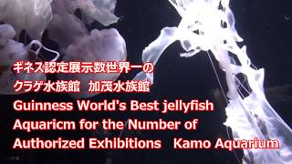 ギネス認定展示数世界一のクラゲ水族館　Guinness World's Best jellyfish Aquarium