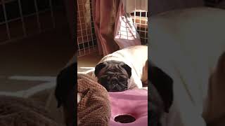 パグの可愛い昼寝 pug cute nap #shorts