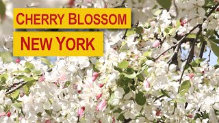 Cherry Blossom New York