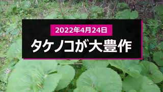 2022年4月24日タケノコ大豊作