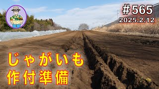 [Potato preparation] Prepare for potato planting, spread cow manure compost between the rows and ...