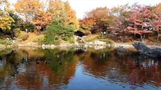 紅葉とカワセミ猿江公園