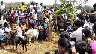 புதுக்கோட்டை மாவட்டம் இலுப்பூர் மாத்திராம்பட்டி ஜல்லிக்கட்டு