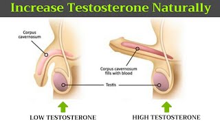 Increase Testosterone Level Naturally I Hindi