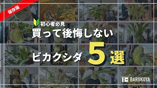 【保存版】実際に育てた事のある30品種の中から5つオススメします！