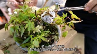 鸡爪槭如何高压繁殖盆景素材？（盆栽Q）