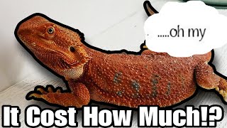 Bearded Dragon Care | Cost To Own