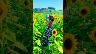 #japan#traveling #travelwithOki #flowers ගිය අවුරුද්දෙ video එකක්.#sunflower 🌻🌻