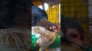 கருப்பு கலர் கோழியோட chicks Update🐣🐓|#shorts #siruvidai #chickenfarming #herbalmedicine