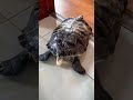 how many eggs layed turtle at once shorts viral