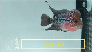 泰国大头仔花罗汉 SRD Big Kok Flowerhorn D5