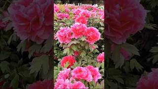 How to plan the perfect moutan peony flowers | #garden #trending #youtubeshorts