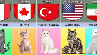 Cat Breeds From Different Countries