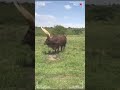 ⭕ANKOLE WATUSI CATTLE ✅ Biggest Bulls And Cow #cows #bulls #ankole