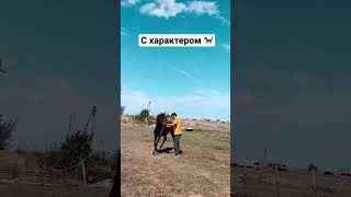 Первые уроки для жеребёнка #Shorts