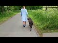 anniek winters hondengedragsdeskundige bull mastiff kane valt uit aan de lijn