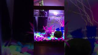 Pregnant neon tetra