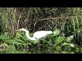 【エサをパッと見つけました】ダイサギ　１０月３日の浮間公園の鳥３（２０２３年１０月３日（火）撮影）