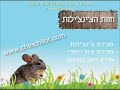 חוות הצ ינצ ילות קולות של צ ינצ ילות אל תכאיבו לי