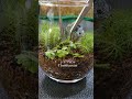 mini terrarium shorts テラリウム　 terrarium