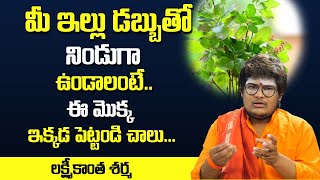 Lakshmikanth Sharma About Money Plant | Best Home tips | Money Tips | MY DESTINY