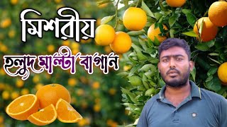 মিশরীয় হলুদ মাল্টা বাগান|| malta farming in Bangladesh || মাল্টা চাষ পদ্ধতি || মাল্টার পরিচর্যা