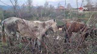 'Nehir kenarında at kesiliyor' ihbarı jandarmayı harekete geçirdi