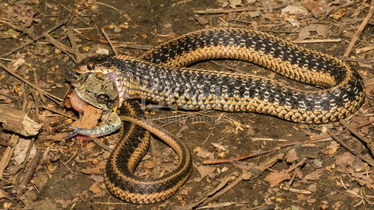 Mastering Garter Snake Care: A Comprehensive Guide - YouTube