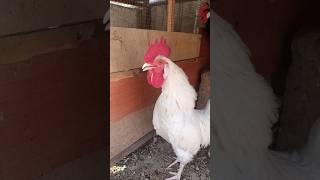 Adorable Rooster Crowing Sounds | Amazing Rooster Crowing Loudly | shorts🐓💕