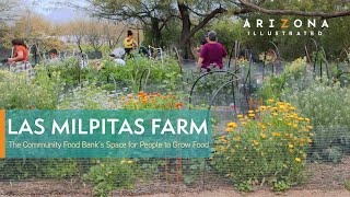 Las Milpitas Farm: The Community Food Bank of Southern Arizona’s Space For People To Grow Food