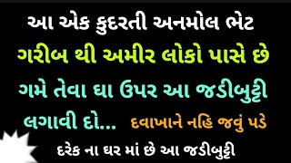 દરેક ના ઘર માં છે આ જડીબુટ્ટી  ગરીબ થી માંડી અમીર પાસે છે ગમે તેવા ઘા ઉપર લગાવો દવાખાને નહિ જવું પડે