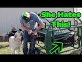 The Absolutely Hardest Part Of Goat Farming | I Hope Our Livestock Guardian Dog Forgives Us!