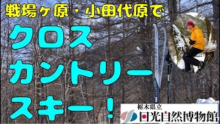 戦場ヶ原・小田代原をクロスカントリースキーで一周！(2月7日戦場ヶ原・小田代原)【奥日光自然情報】