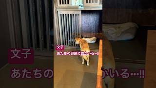 文子とチョコのほんわかな光景 #さかがみ家 #保護犬 #保護猫 #坂上忍 #dogs #cats #shorts