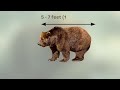 how strong is a kodiak bear compared to other bears