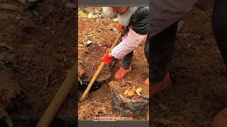 Removing roots from the garden