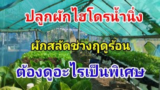 ผักสลัดหน้าร้อน Hydroponics/#บ้านสวนกิตติธรา #ผักสลัด