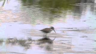 ikarabi 　野鳥動画　ツルシギ　spotted redshank