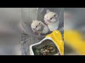 funny hamsters videos funny and cute moment of the animals 4