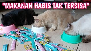 MENGATASI KUCING MAKAN SEDIKIT ATAU TIDAK NAFSU MAKAN ||🔥 Mudah murah meriah