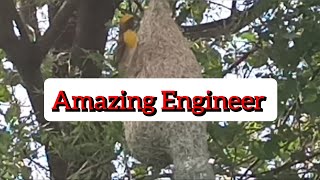 గిజిగాడు పక్షి గూడు అల్లకం//The baya weaver bird nest building