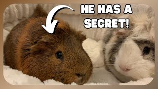 Capybara Has A Secret...