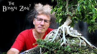 Repotting my "Root over Temple" Ficus benjamina, The Bonsai Zone, July 2020