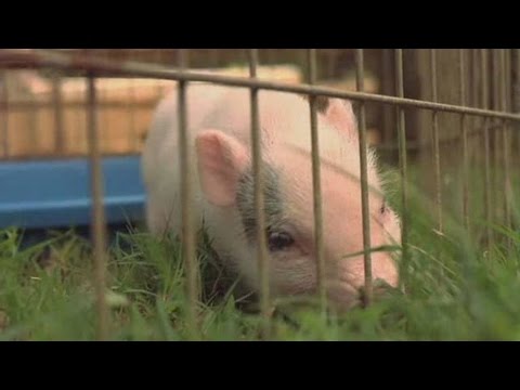 Facts & Myths about Teacup Pigs | Small Pets Facts & Myths about Teacup Pigs | Small Pets