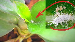 Mealybug, fight without CHEMISTRY. ... and the Great Resuscitation of Orchids - continued.