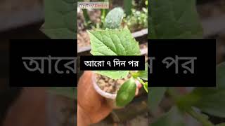 ছাদ বাগানের শসা, ১ দিন by 45 দিন#rooftopgarden #gardening #gardeningtips