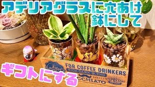 【100均グッズでDIY】アデリアグラスに穴あけ鉢にして寄せ植えギフトを作る/Make a hydroponic gift with cute glasses！！