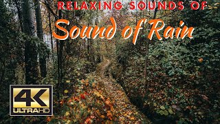 4K Sound of Rain in Autumn in a Forest | 8 Hours Relaxing Nature Sounds 🍁