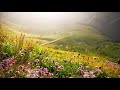 alpine meadows in the morning ambience i 1 hour